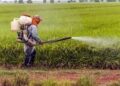 PESTICIDES CHIMIQUES DANS L&rsquo;AGRICULTURE AU TOGO: Des dégâts notés dans Bassar et Moyen-Mono