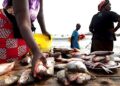 TOGO: La filière poisson cherche 20 milliards pour produire 30.286 tonnes en 5 ans