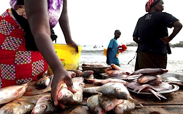 TOGO: La filière poisson cherche 20 milliards pour produire 30.286 tonnes en 5 ans