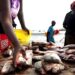 TOGO: La filière poisson cherche 20 milliards pour produire 30.286 tonnes en 5 ans