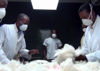 Journée mondiale du coton : La culture du coton face aux changements climatiques