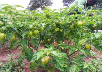 Filière piment : Un plan d’action d’investissement de 17,8 milliards pour la période 2024-2028