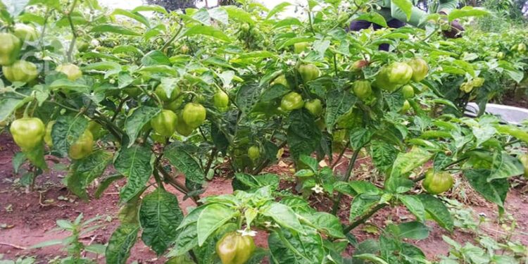 Filière piment : Un plan d’action d’investissement de 17,8 milliards pour la période 2024-2028